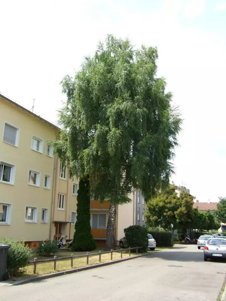 Mapio Designs 3-Zimmer-Wohnung zur Miete, Schlesierstraße 3, 73732 Esslingen ...